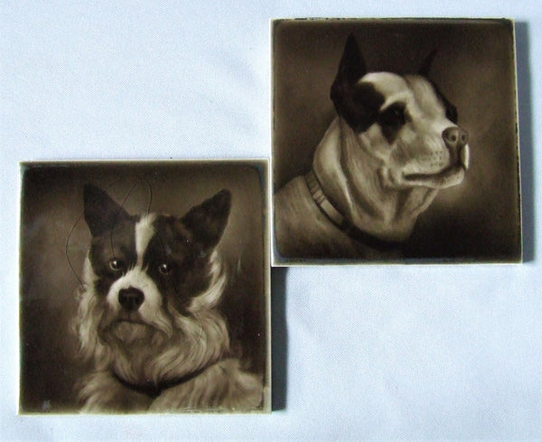 Sherwin Cotton Tile Terrier Portrait